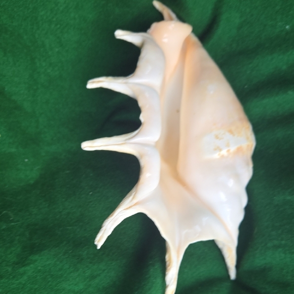 Large Seashell Decor - Picture 5 of 6